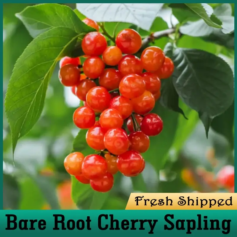Live Bare Root Red Cherry Sapling, Sweet Juicy Cherry Fruit Tree Seedling, Easy To Plant Home Backyard Patio Orchard Edible Fruit Live Plant, Fast Bearing Fruit Bare Root Cherry Tree