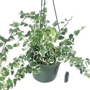 Creeping Fig Bellus Variegated in 4" Pot Vine trailing Plant