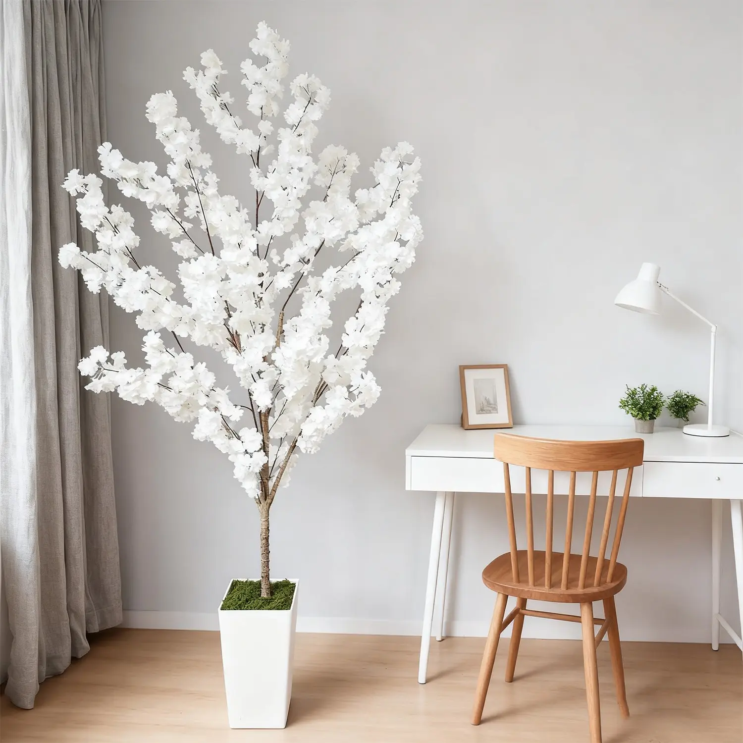 large jade plant for sale Crassula ovata 'Baby Jade' 2 Inch