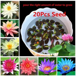 Open Sided Four Seasons Lotus Seeds Bowl Lotus Flower Seeds Water Lily Home Garden Plants Multi-Color Mixed Mini Lotus Seeds