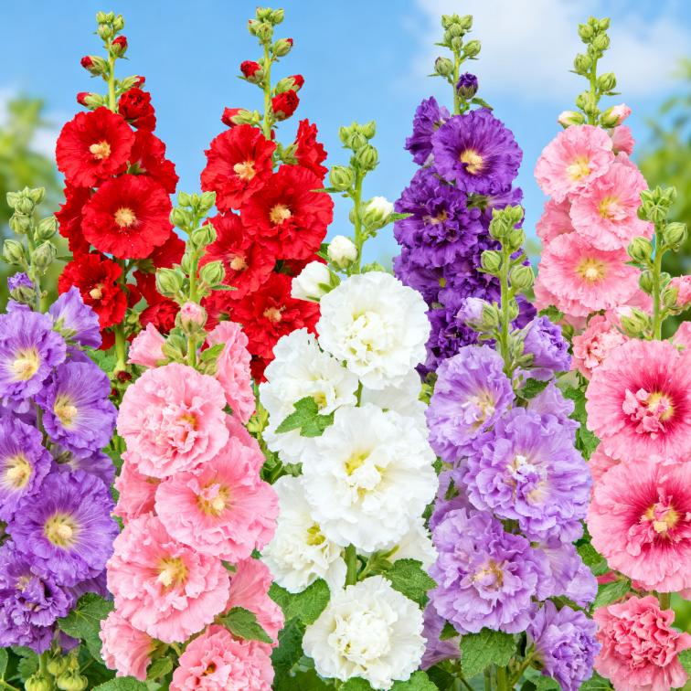 Double Hollyhock Seeds 'Radiant Rose' – Mixed Colors, Non-GMO Heirloom Variety Hardy Biennial for Vibrant, Tall Blooms | Ideal for Outdoor Gardens, Flower Pots & Decorative Planting