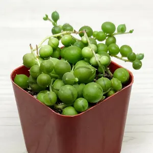 Succulent Pot Plant - Senecio Rowleyanus String Of Pearls - In 2" Pot