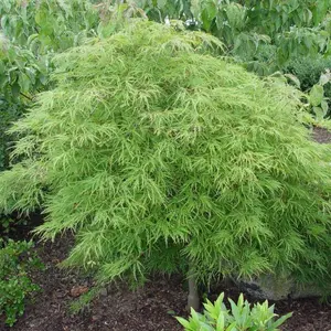 Waterfall Japanese Maple