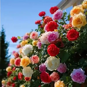 200 Pcs Rare Rose Flower Seeds, Suitable for Small Gardens, Patios, Balconies & Indoor Cultivation, Low-Maintenance Outdoor Ornamental Flowers, Top Choice for Horticulture