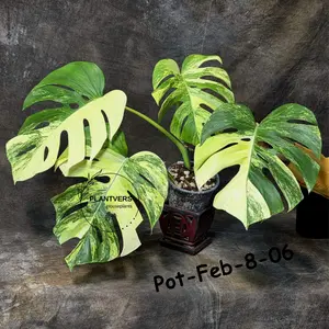 Variegated Monstera Aurea Live Plant - Rare Yellow Variegated Monstera Borsigiana - Collector Grade Houseplant - US Seller