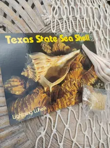 Texas State Lightning Whelk Seashell Gift Pack- Vintage Postcard, Egg Casing, Baby Shells