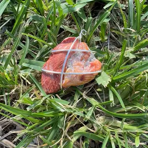 Wire Wrapped Orange Shell Product in Natural Setting