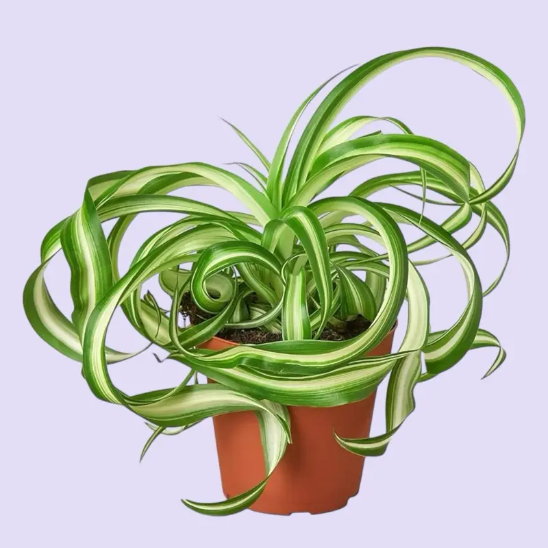 Spider Plant Bonnie 4” - Pet Safe House Plant