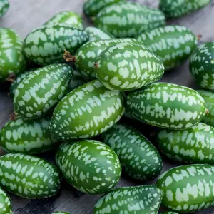 Cucumber Mexican Sour Gherkin Cucamelon | Two Live Plants | Non-GMO | Heirloom Cucumber | Heat Drought Tolerant