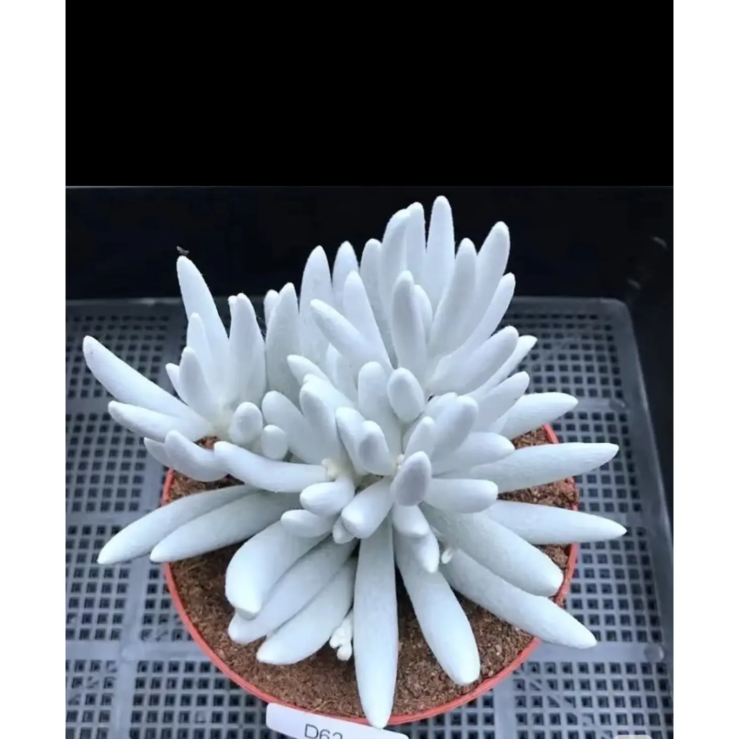 2"Live Succulent wooly senecio 2"Live Succulent wooly senecio