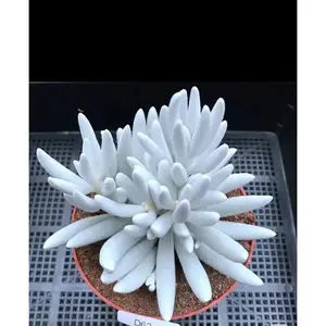 2"Live Succulent wooly senecio