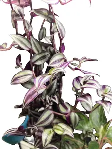 Tradescantia creeping plant Colorful Wedding Kitchen