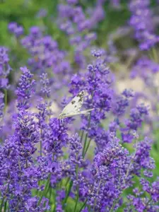 200 Lavender Seeds – Fragrant Purple Garden Flower Mix, Easy to Grow Backyard Blooming Plants, Seeds Only, Not Live Plants