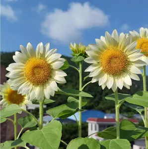 50 White Sunflower Seeds – Elegant Cream Blooms for Borders, Bouquets & Garden Decor