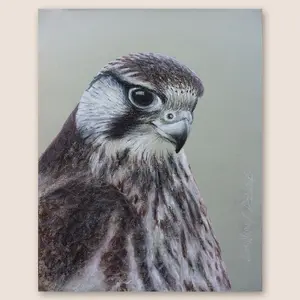 Falcon Original Conte & Charcoal Drawing on Toned Paper - 11"x14" Artwork Featuring Detailed Eye, Beak and Feathers, Realistic Style