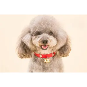 Classic Red Nylon Adjustable Bone Dog Collar with Bell - Cute Fashion Accessory for Small Dogs, Pet Play Set Including Squeaky Plush Toy, Elastic Ball, Feather Teaser