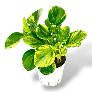 Peperomia Marble, 4 Inch Pot, Live House Plant