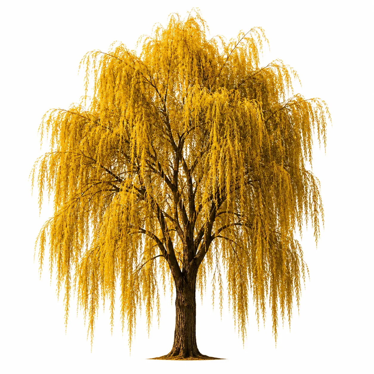 2 Golden Weeping Willow Tree Cuttings | Fast Growing Live Willow Trees | Graceful Shade & Privacy Trees for Landscaping