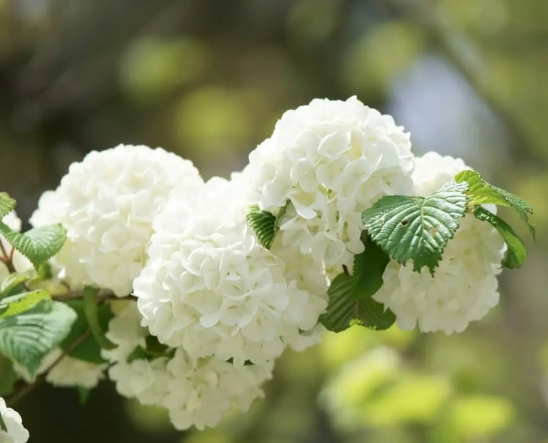 2 Old Fashion Snowball Viburnum Bush - Viburnum Live Plant - 4 Inch Pot Highbush White Flower - Perennial Viburnum - No Ship To AK, HI and P.R.