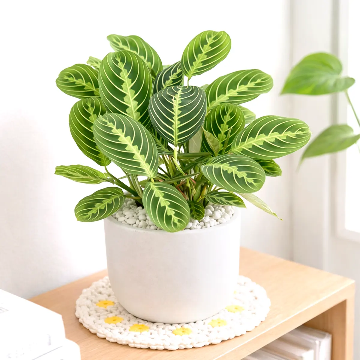 Maranta Lemon Lime