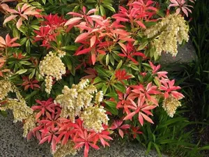 Mountain Fire Pieris Japonica