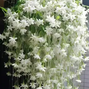 30 pcs hanging jasmine seeds –Beautify your indoor and outdoor spaces