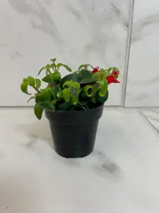 Aeschynanthus Lipstick Curly, 2" Plant