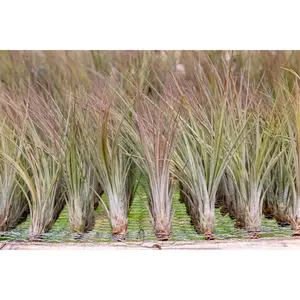 Large Tillandsia Juncea Air Plants [10, 20 or 30 Pack] Low Maintenance House Plant Decor - Whimsical - Vintage - Air Purifying - Self Care - Healthy Living