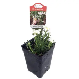 World's Smallest Tiny White Candytuft - Iberis - 2.5" Pot - Fairy Garden Plant