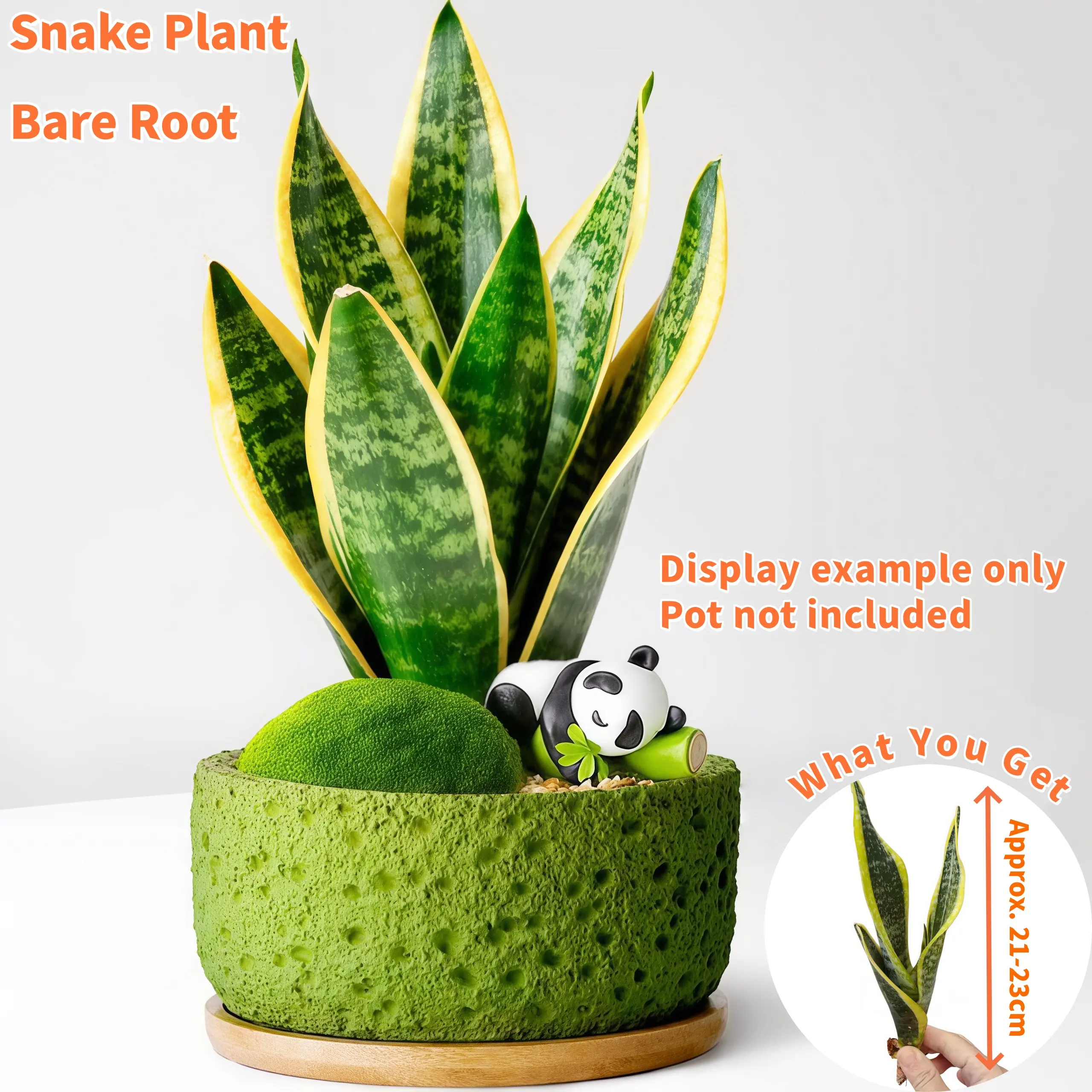 cheap succulents bulk Best Value Succulents Bulk Pack (25-100 Plants, 2