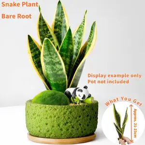 Bare Root Snake Plant Sansevieria trifasciata Easy Care Live Houseplant No Pot Air Purifying Low Light Ships Fast Eco Friendly