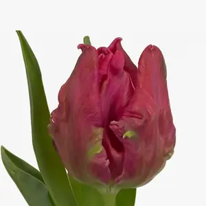 Tulip Parrot Marvel Parrot - 50 Stem Bunch