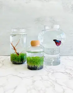 Water Terrarium Kit, Water Garden, birthday gift for Nature Lovers, Glass Plant Aquarium Set, water plants, gift for him, birthday gift