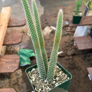Rat Tail Cactus 4 inch pot