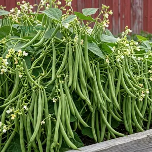 50+ Contender Bush Bean Seeds