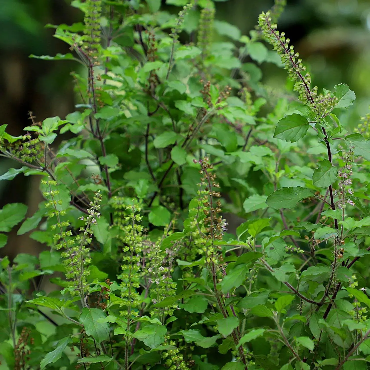 Heirloom Holy Basil Seed Packets - Hung Que, Thai Tulsi, Ocimum Tenuiflorum, Non-GMO, Open-Pollinated Medicinal Herb Seeds, 3000 Total for Garden Planting, Heirloom Seed Packets