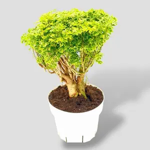 Ming Aralia Gold Bonsai 6” - Easy Care Colorful Bonsai Plant - Not Pet Safe