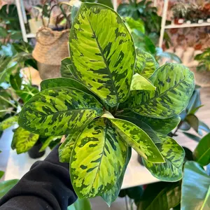 Homalomena Camouflage in 4 Inch Pot