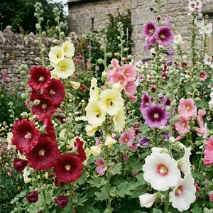 200 Pcs Hollyhock Flower Seeds for Planting Outdoor-Perennial Eustoma Cut Flower Plant Garden Home Ornamental Non-GMO