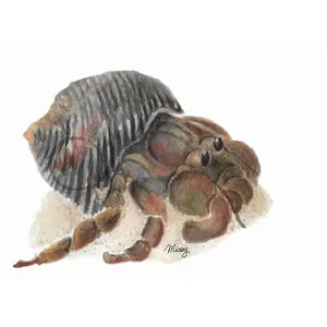 Hermy the Hermit Crab - Watercolor Matted Print - missywatercolor - missywatercolor - missy