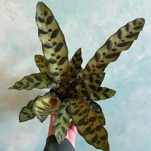 4 inch Calathea Lancifolia ”rattlesnake calathea”