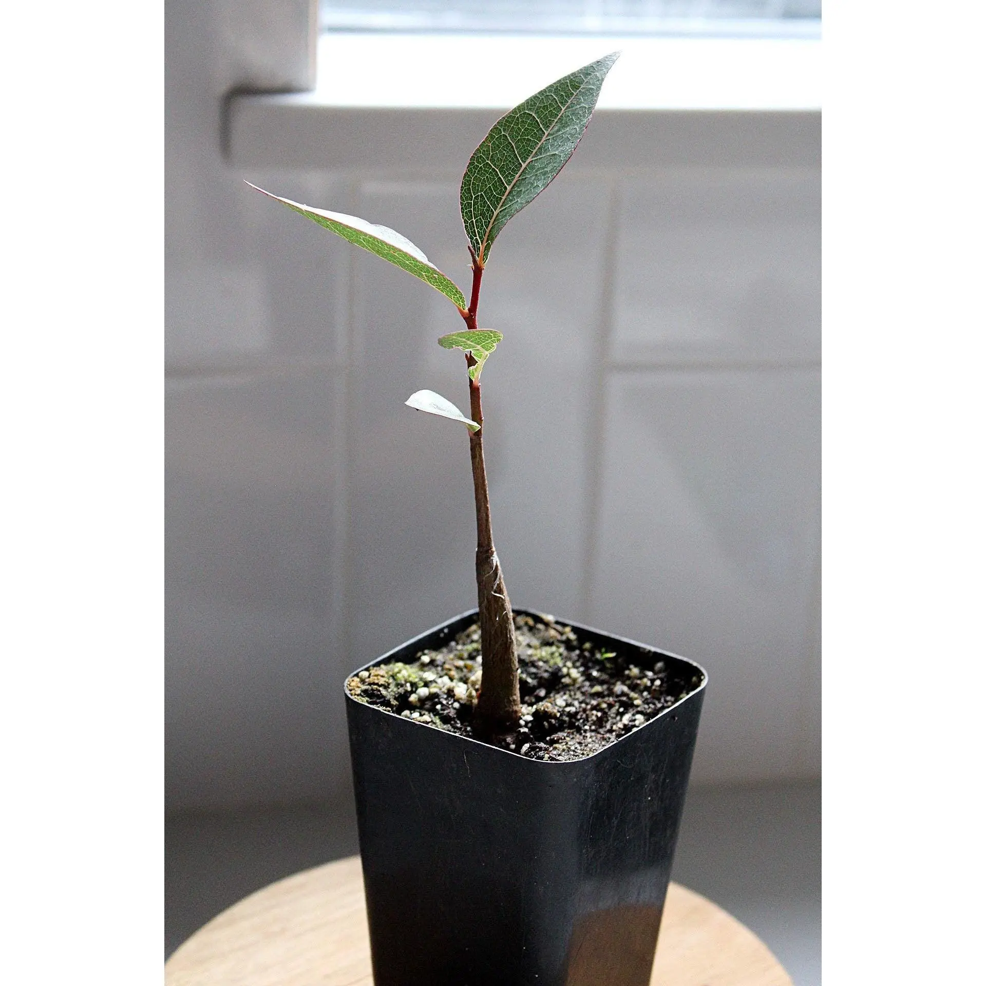 Kurrajong Bonsai Starter Tree - Beginner Gift for Bonsai Lover