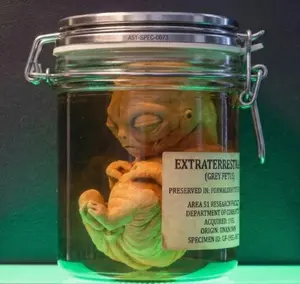 Alien Embryo III — Organic Fetus Specimen | Greywater Labs Recovered Materials Collection