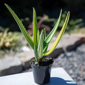 Rare Variegated Aloe Hercules: Tree Aloe Hybrid - Unique Plants & Rare Succulents - (3.5” Pot) – Grows Up To 15ft Tall - Aloe Barberae & Dichotoma Hybrid Aloe - Uncommon Collector Plant