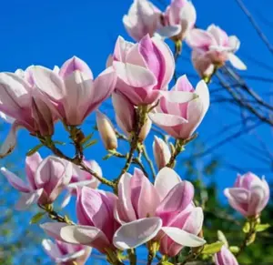 Saucer Magnolia Tree Live Plant in 4-8 Inches, Fragrant Spring Blooms, Hardy Perennial Magnolia Flowers Potted Ready to Grow, Winter Dormant