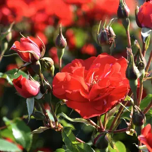 Red Rose Petals