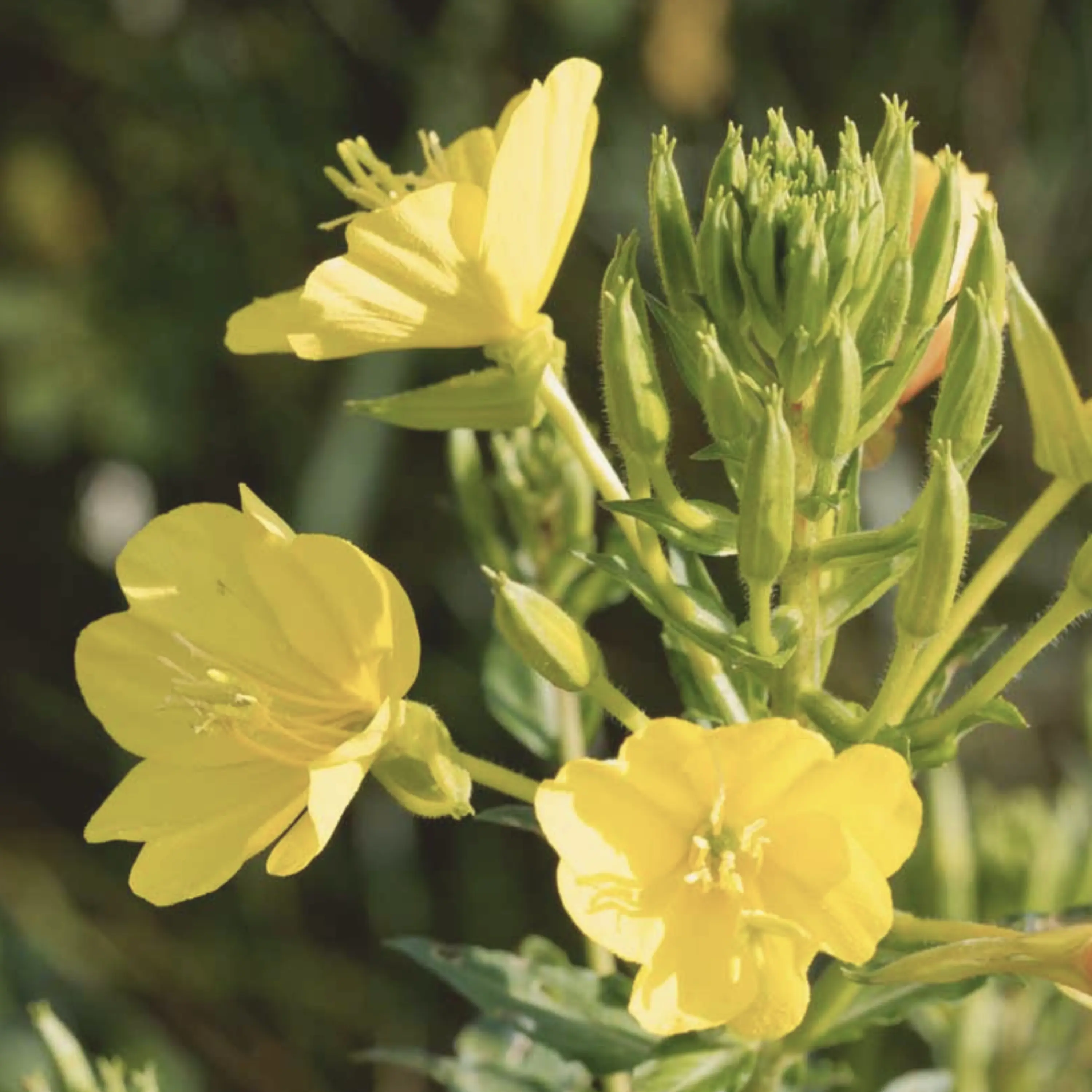 Common Evening Primrose Seeds - Native Perennial Wildflower Seeds