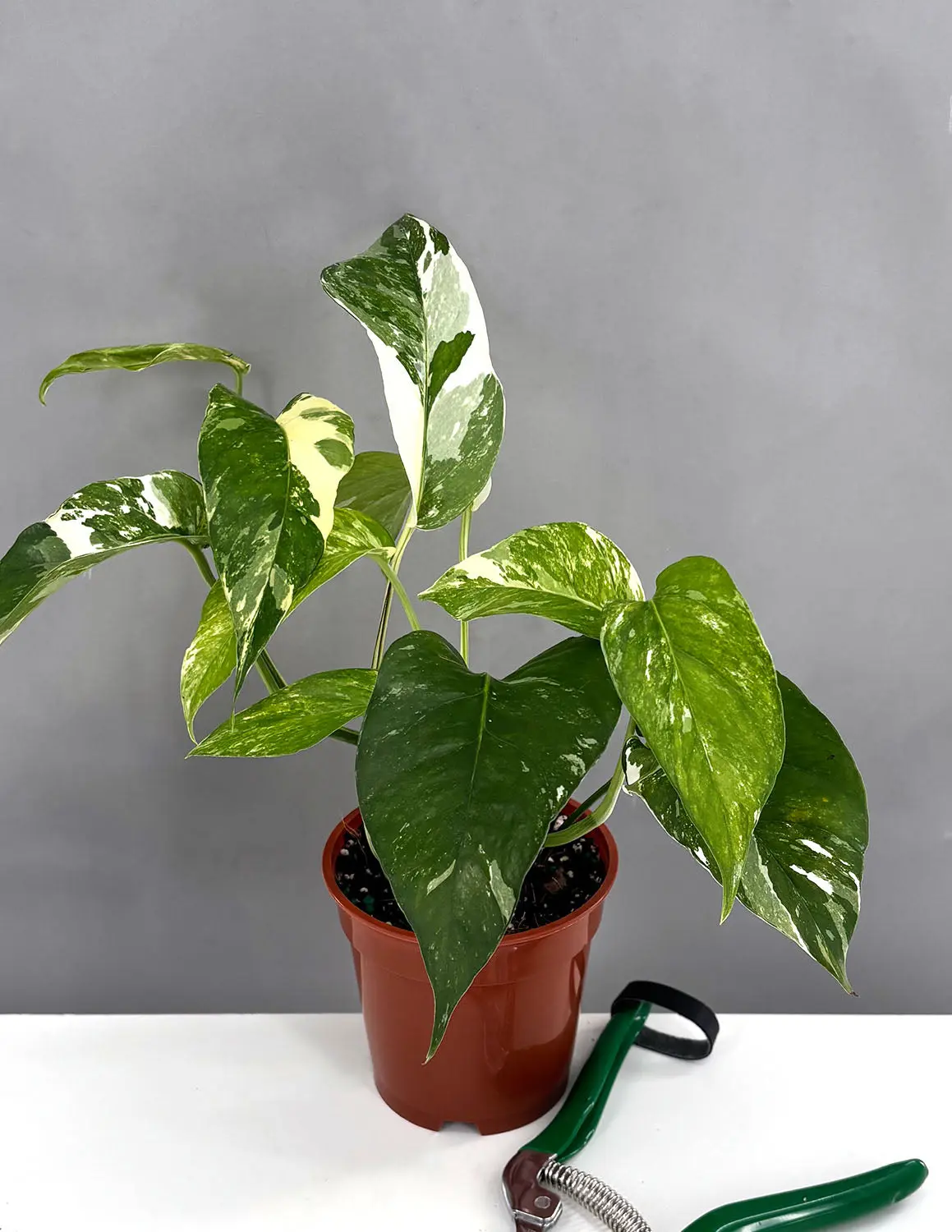 Epipremnum Pinnatum Albo