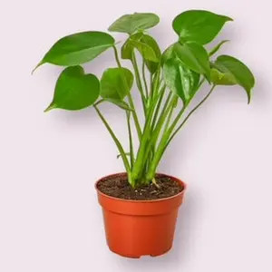 Monstera Deliciosa Plant