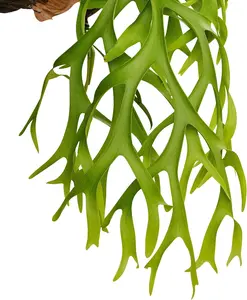 Staghorn Fern Netherlands Live Starter Plant - Playtcerium bifurcatum - Easy Houseplant for Indoor and Outdoor Spaces